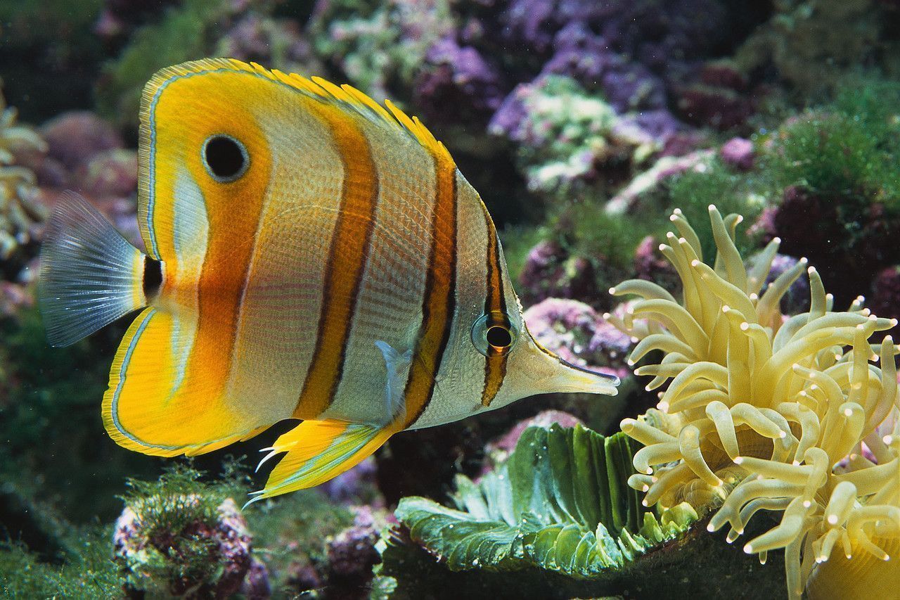 POISSON